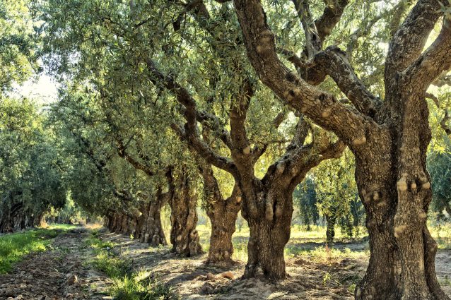 In Umbria il turismo ciclabile fa visita agli ulivi