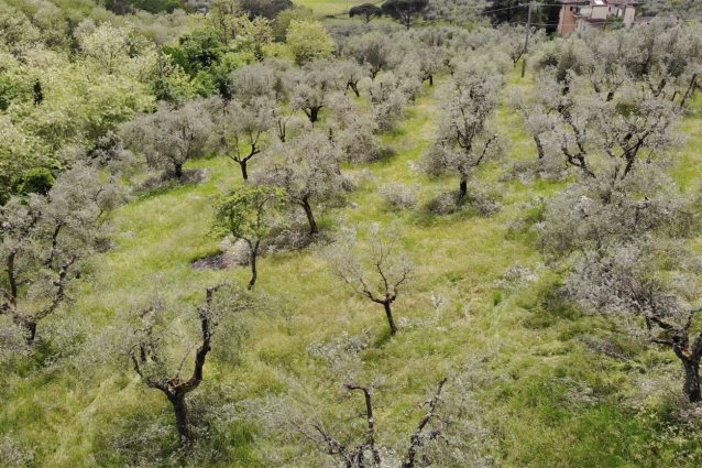 adotta un ulivo toscana ager oliva