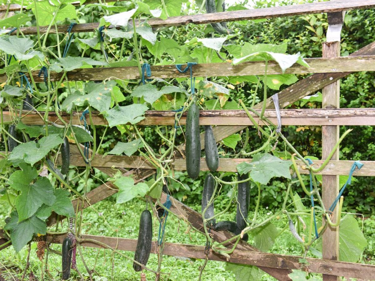 Tenerumi come usare in cucina le foglie di zucchina amatissime dai siciliani