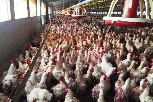 allevamento galline ovaiole coop tutela pulcini