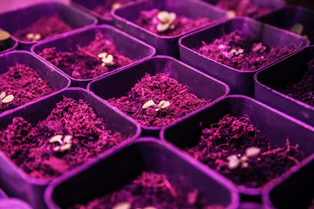 fattoria sotterranea Londra farm piante led