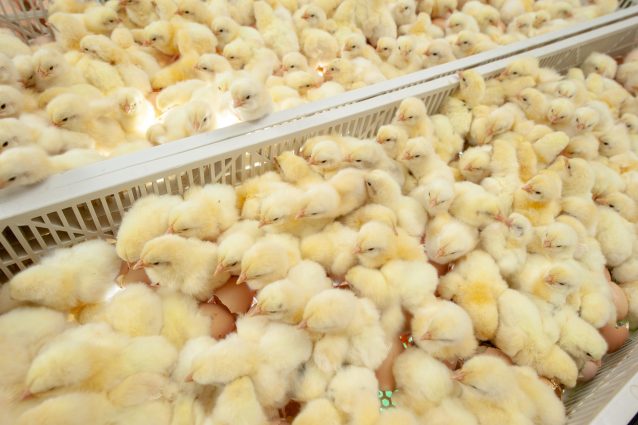 pulcini allevamento galline coop tutela