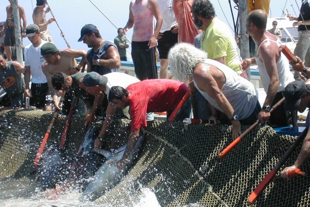 tonnara Favignana sicilia tonno Fishtuna