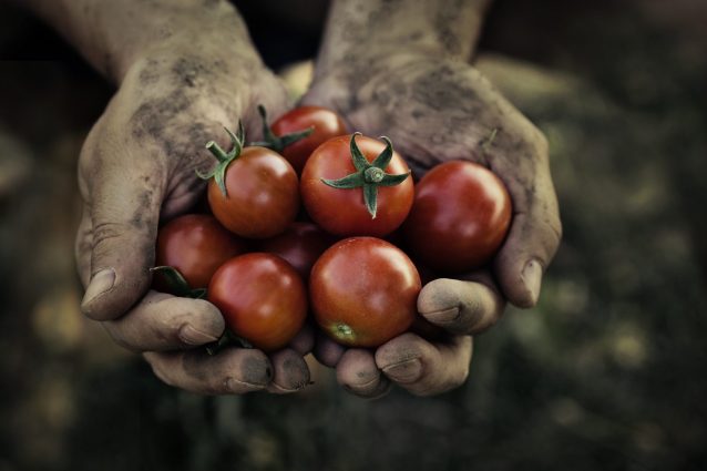 pomodoro-storia