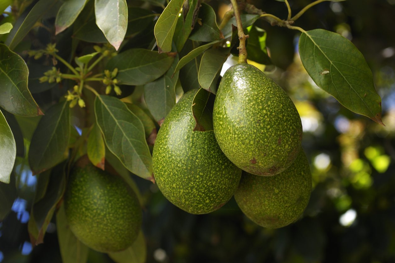 avocado: proprietà e benefici