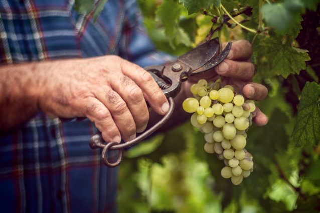 cantine aperte in vendemmia programma