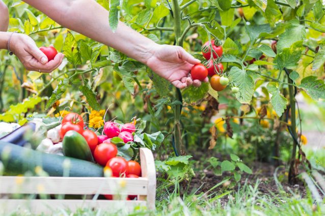 verdure dell'orto raccolta pomodori