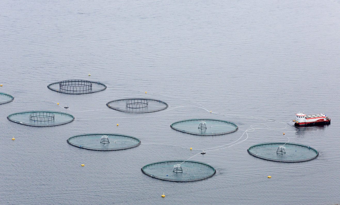 come scegliere il salmone