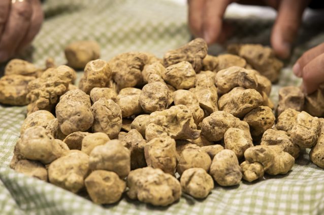 tartufo bianco di alba fiera