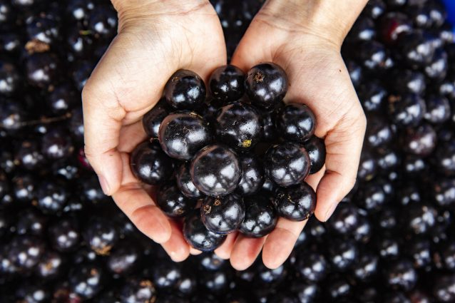 frutto di jabuticaba in mano