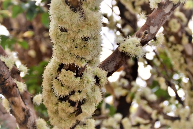 fiori bianchi jabuticaba