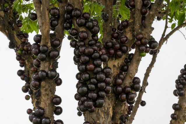 frutti neri acini jabuticaba