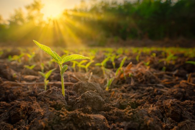 agricoltura campagna pianta