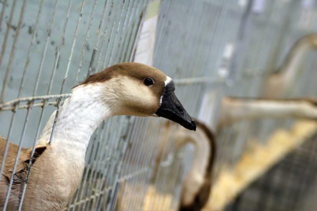 allevamento oche per foie gras