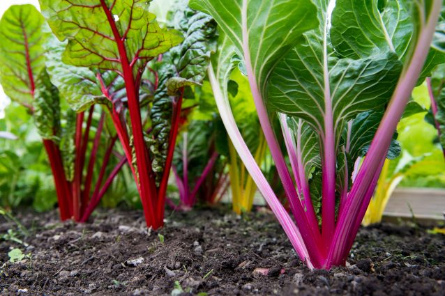 verdure dell'orto