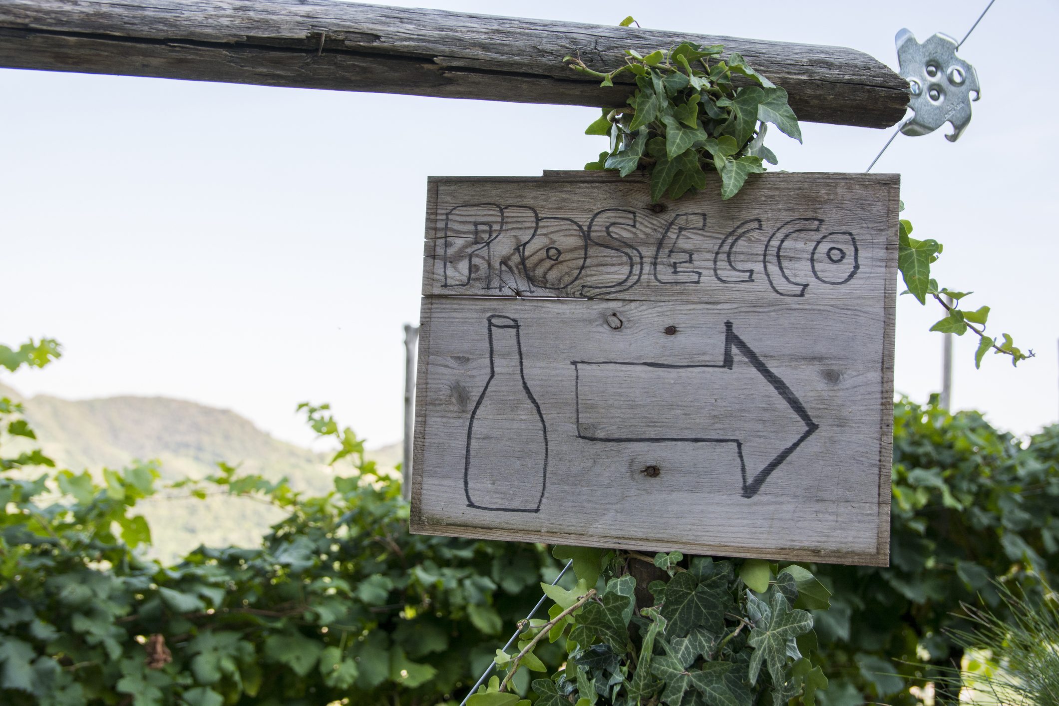 prosecco-prosek