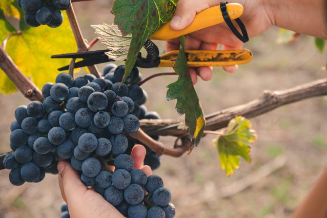 vendemmia uva raccolta acini