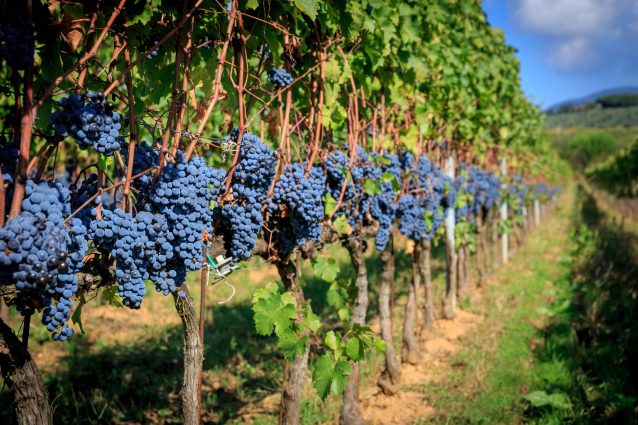 uva bacca rossa in vigna