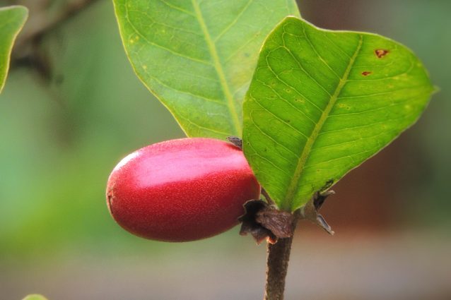 bacca del frutto miracoloso miracle fruit