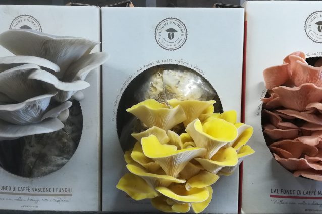 Dalla pagina Facebook di Funghi Espresso