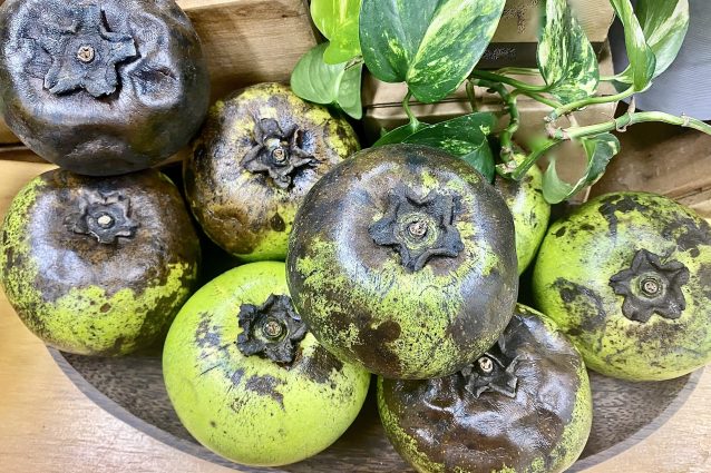 zapote nero frutto cioccolato