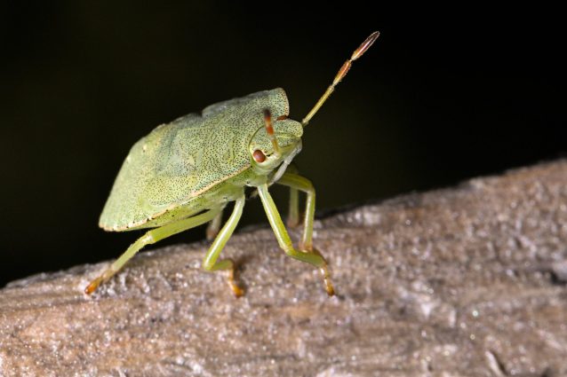 La cimice, principale nemica dei noccioleti