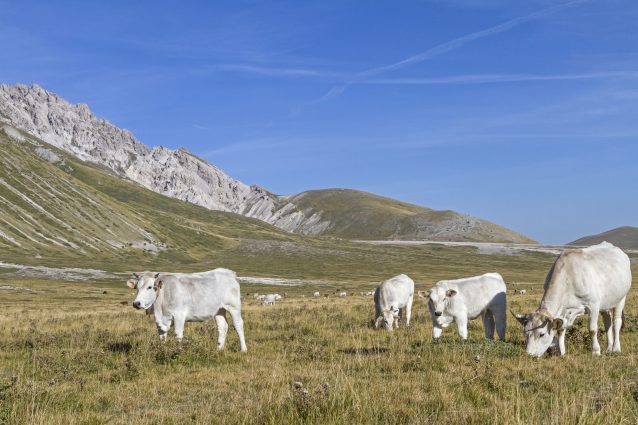 Mucche al pascolo a Campo Imperatore