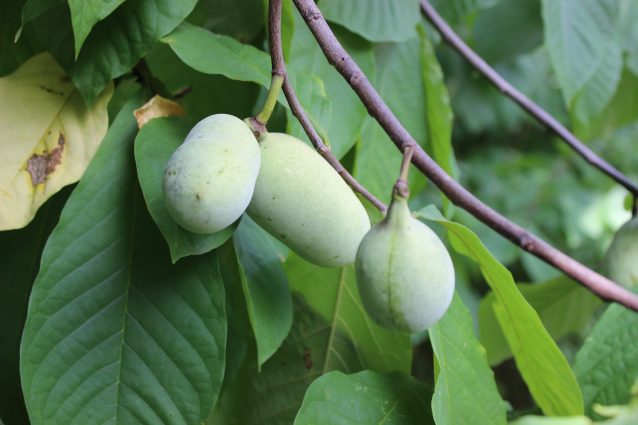 Banana di montagna: il frutto preferito da Washington che cresce a -20 °C
